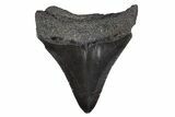 Serrated, Juvenile Megalodon Tooth - South Carolina #306234-1